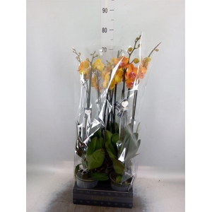 Phalaenopsis  'Ant Bologna'