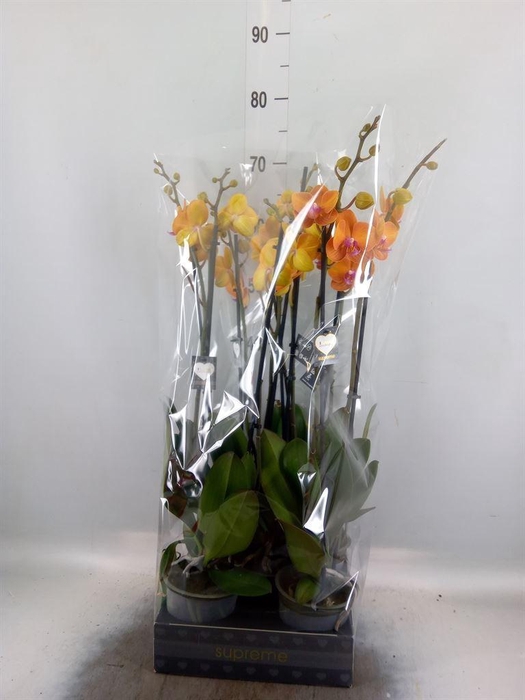 <h4>Phalaenopsis  'Ant Bologna'</h4>