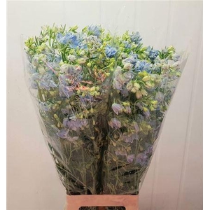 Delph En Morpho Platinum Blue