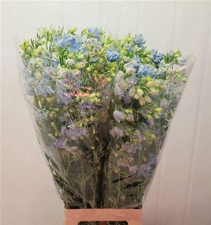 <h4>Delph En Morpho Platinum Blue</h4>