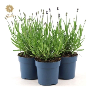 Lavandula ang. 'Felice'® Collection P10,5
