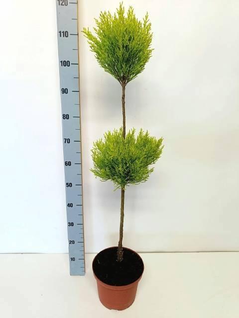 <h4>CUPR MA GOLDC VORMEN</h4>