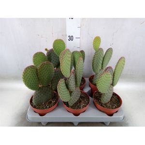 Opuntia microdasys