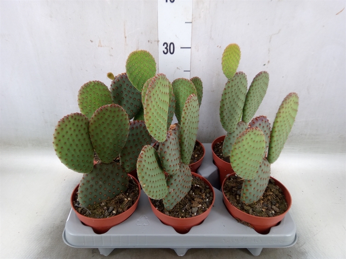 <h4>Opuntia microdasys</h4>