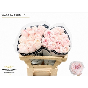 Rosa a Wabara Tsumugi