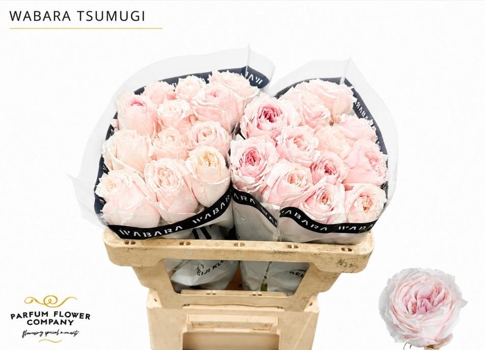 <h4>Rosa a Wabara Tsumugi</h4>