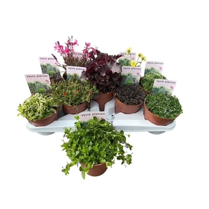 VASTE PLANTEN OV
