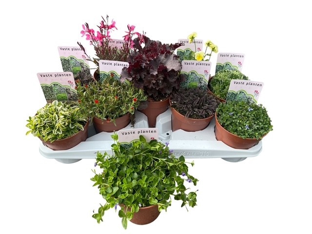 <h4>VASTE PLANTEN OV</h4>