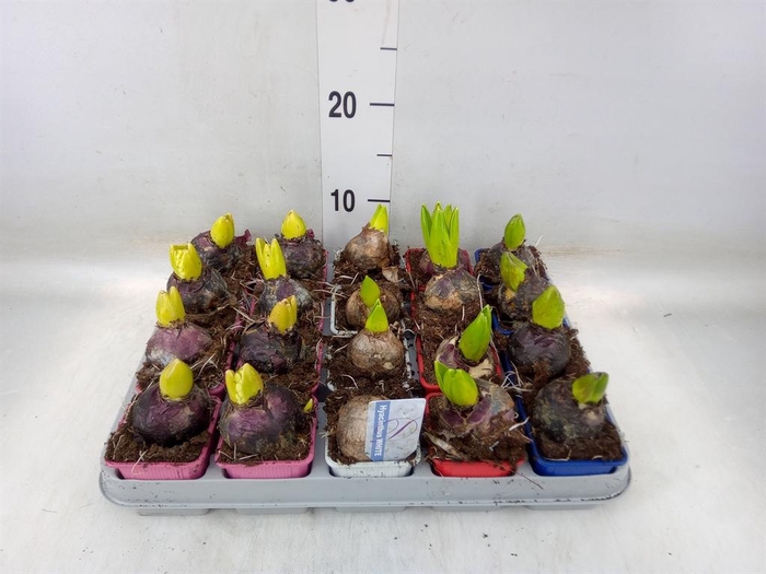 <h4>Hyacinthus orie. ...mix 4</h4>