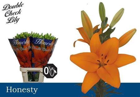 <h4>LI LA HONESTY 4</h4>