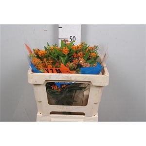Ascl Tuberosa