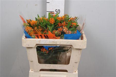 <h4>Ascl Tuberosa</h4>