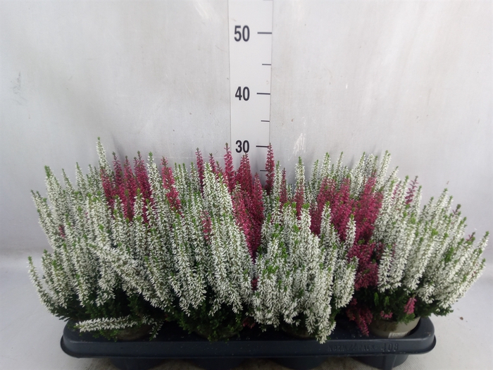 <h4>Calluna vulg. 'Beauty L'  ..mix 2/p</h4>