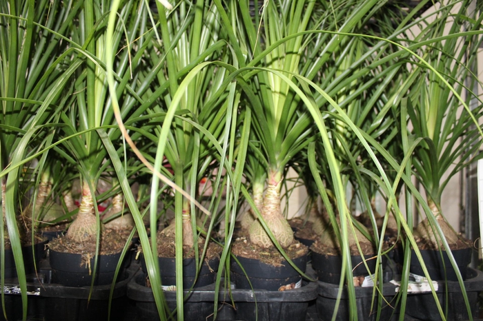 <h4>BEAUCARNEA P17</h4>