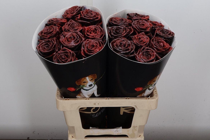 <h4>R Wx (rn) Aubergine</h4>