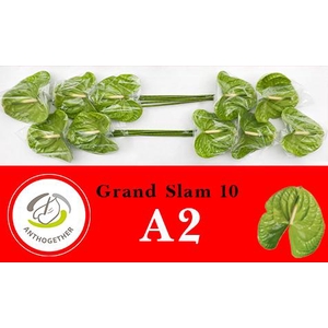 Anthurium Grand Slam