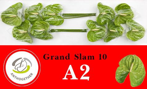 <h4>Anthurium Grand Slam</h4>