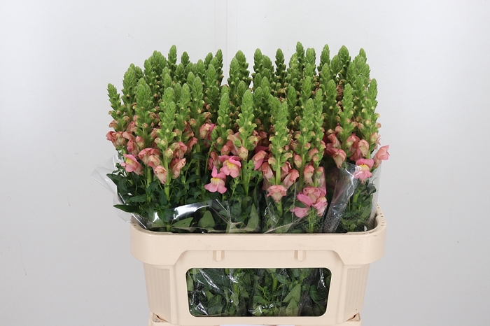 <h4>Antir Antibes Pink</h4>