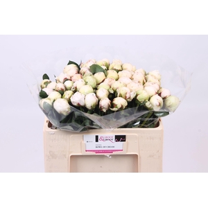 Paeonia Bowl Of Cream | Heavy Quality