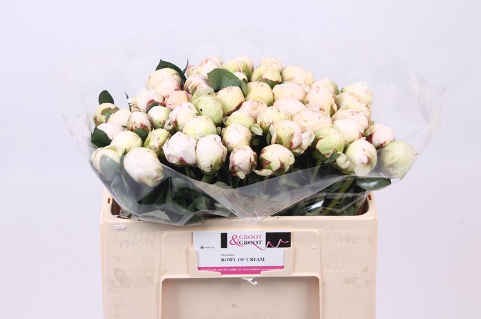 <h4>Paeonia Bowl Of Cream | Heavy Quality</h4>