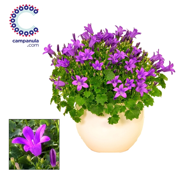 <h4>Campanula Porto LL Melanie</h4>