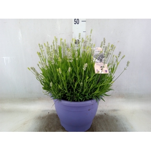 Lavandula angus.