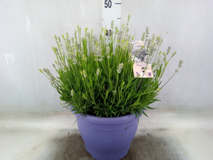 <h4>Lavandula angus.</h4>
