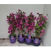 BOUGAINV ALEXANDRA