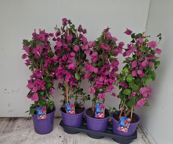 <h4>BOUGAINV ALEXANDRA</h4>