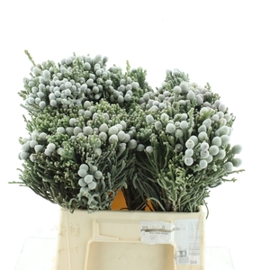 BRUN ALBIFLORA