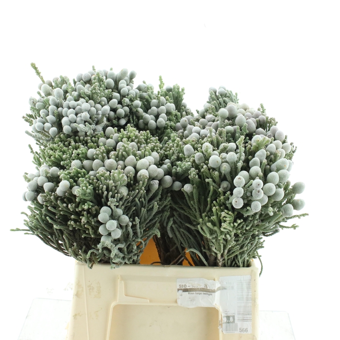 <h4>BRUN ALBIFLORA</h4>