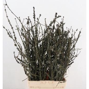 Larix Branch Bunch