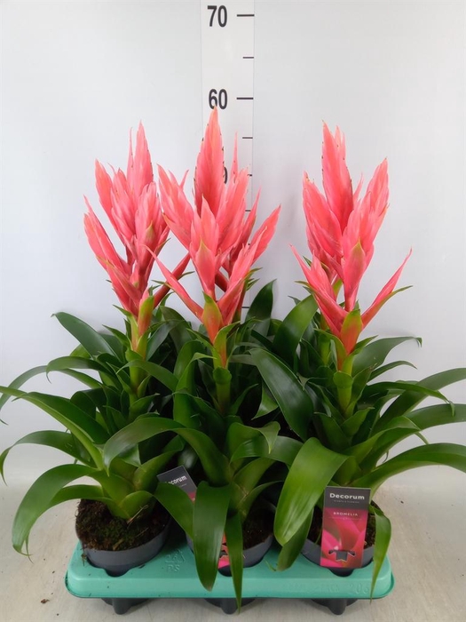 <h4>Tillandsia  'Ziva'</h4>