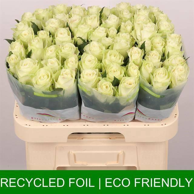 <h4>R GR ATHENA</h4>