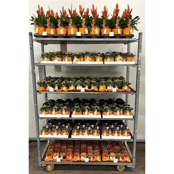 <h4>Mix CC diverse Halloween</h4>