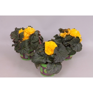 Begonia tub. Yellow
