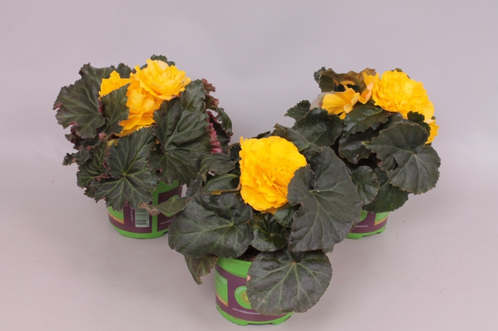 <h4>Begonia tub. Yellow</h4>