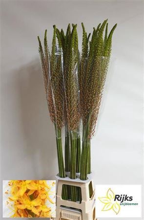 <h4>Eremurus Rumba</h4>