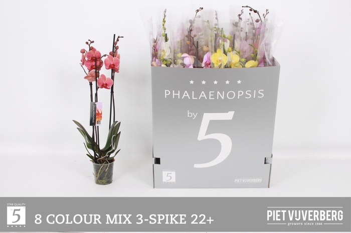 <h4>PHAL GEM 8 KL</h4>