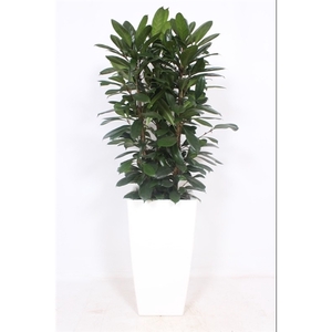 Ficus Cyathistipula in Piza pot 