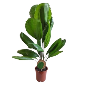 Licuala Grandis 19 cm