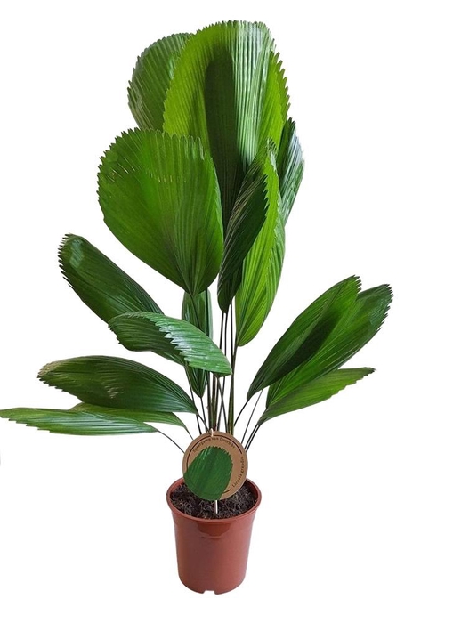 <h4>Licuala Grandis 19 cm</h4>