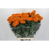 Tagetes Marigold Promise Orange