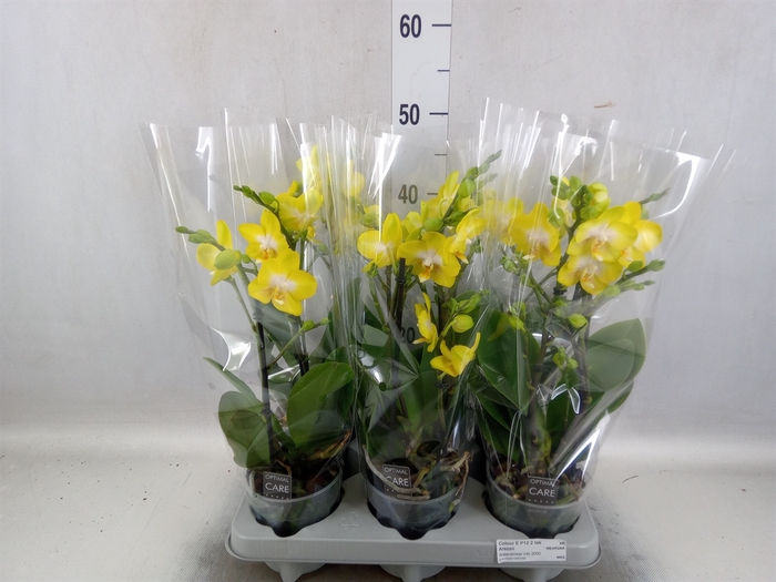 <h4>Phalaenopsis multi. 'Ant Arezzo'</h4>