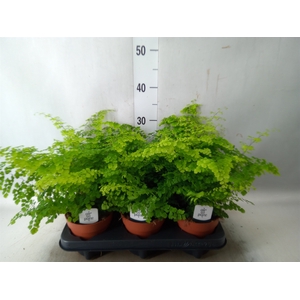 Adiantum raddi. 'Fritz-Luthi'