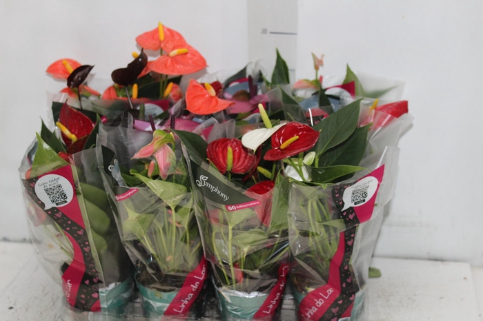 <h4>ANTHURIUM VARIADO P09</h4>