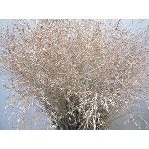 Panicum Warrior Zalm