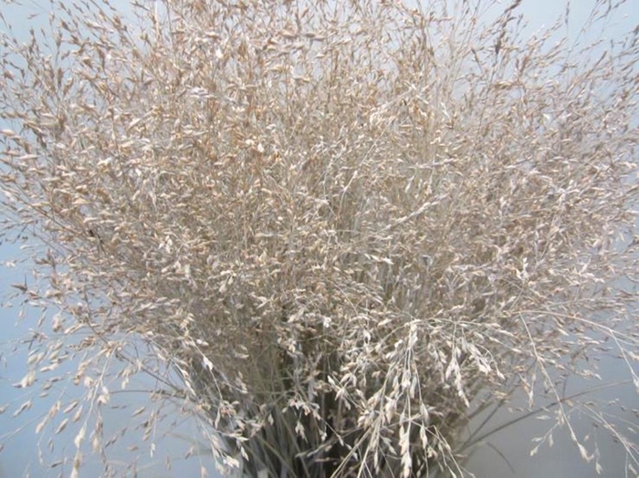 <h4>Panicum Warrior Zalm</h4>