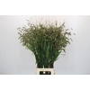 Chasmanthium Green