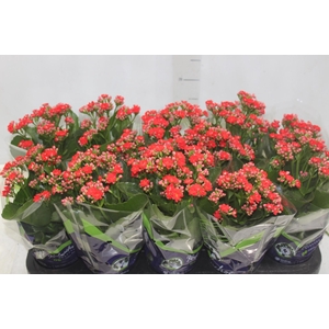 KALANCHOE DOBRADO P11 VERMELHO